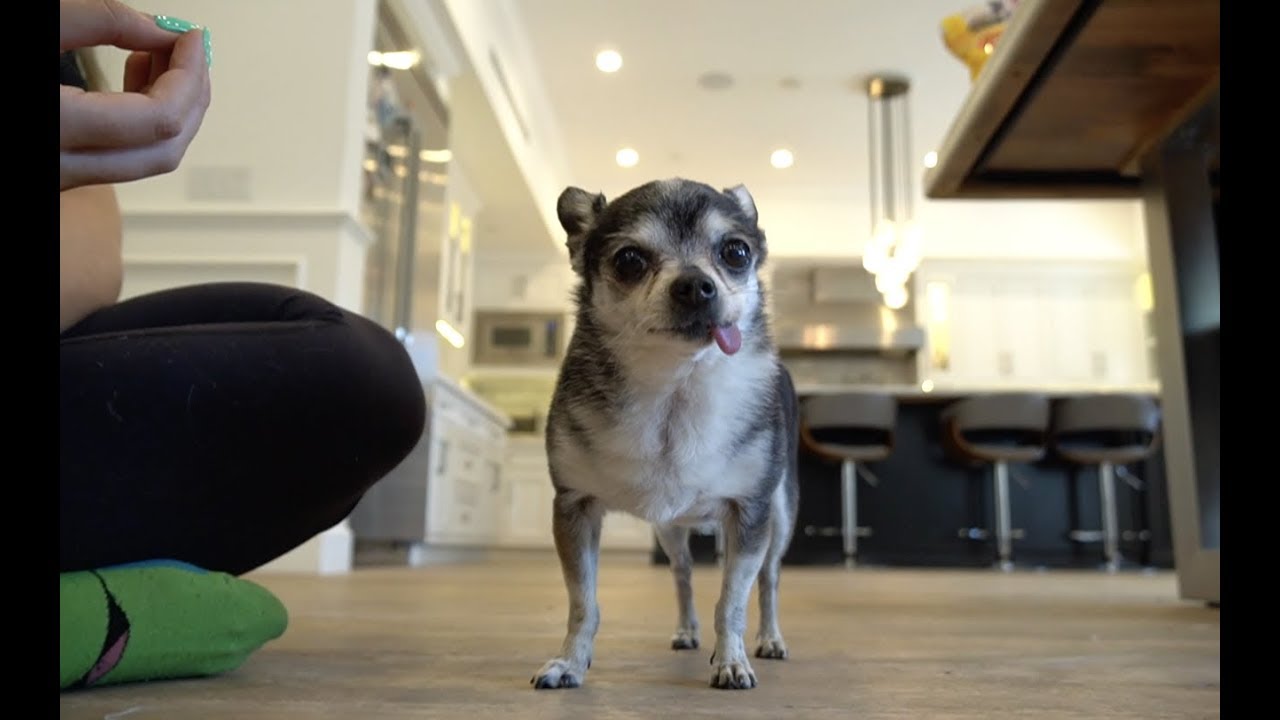 Trying To Get My Chihuahua To Sit For 20 Minutes