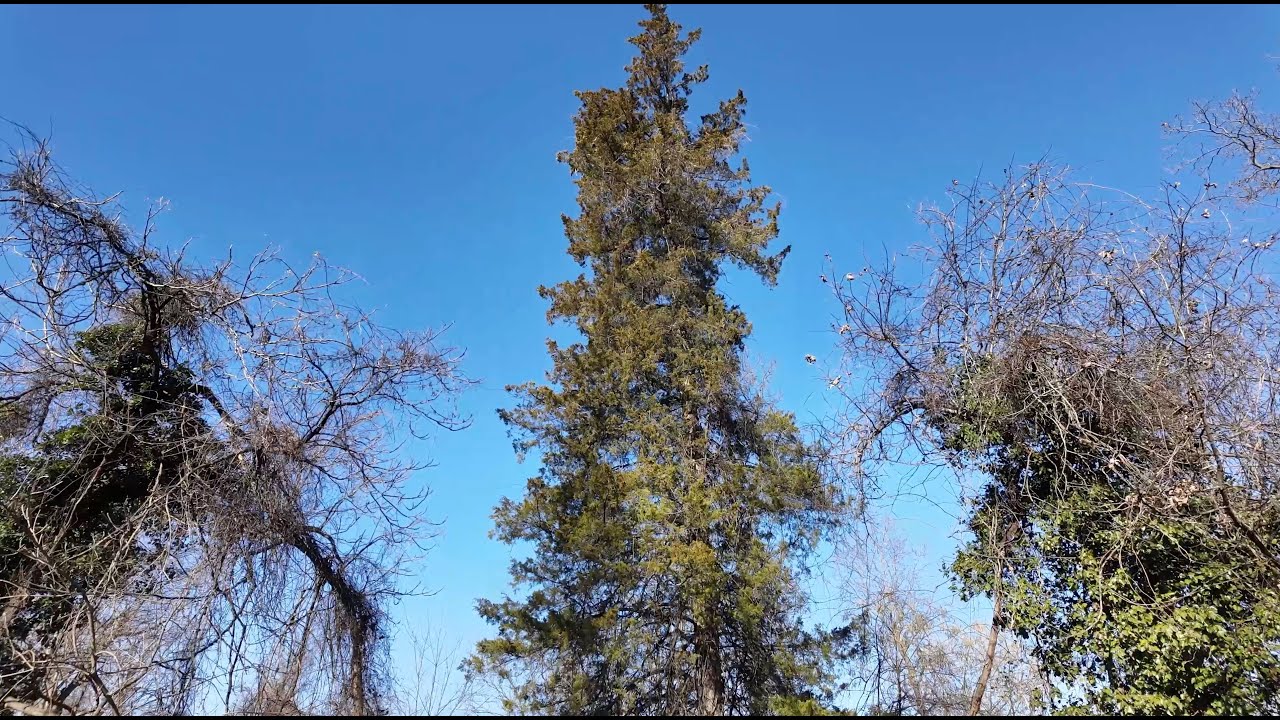 A visit to the Loneliest Christmas Tree in Washington, D.C.