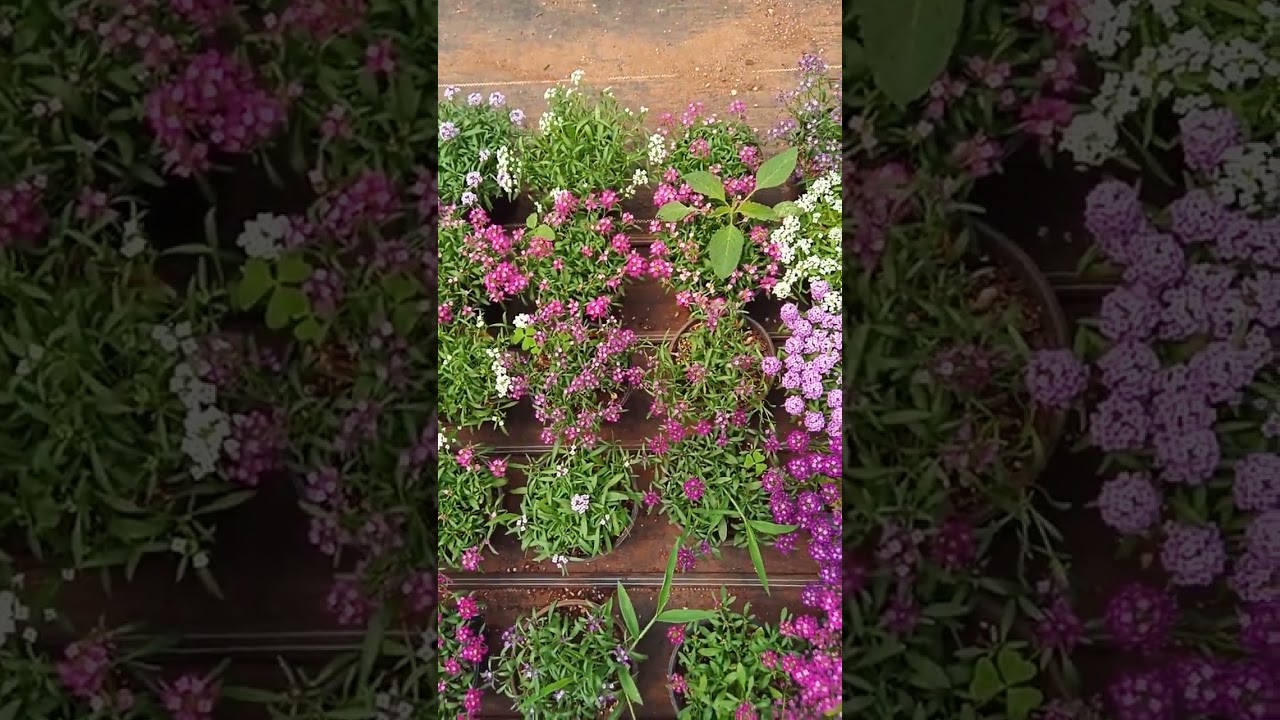 planta panalillo, colaccion o bola de hilo.   lobularia maritima #lobularia #plantas