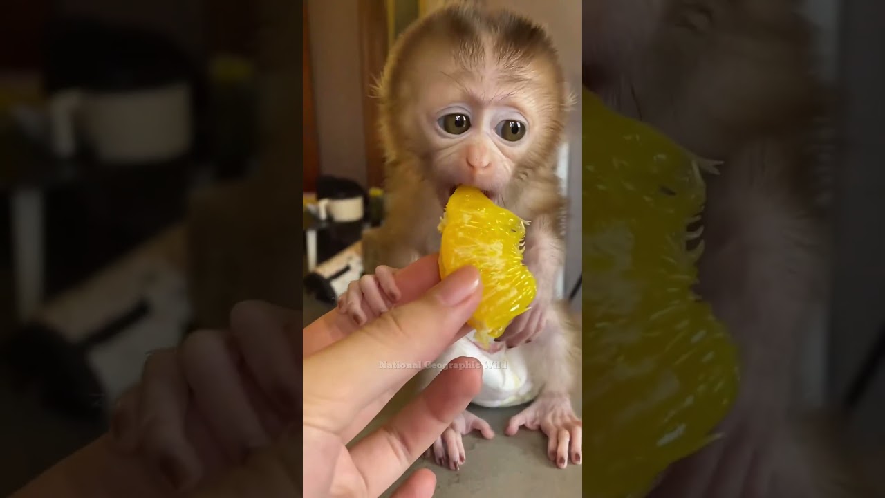 Baby monkey #monkey#pet#rescue#rescueanimals#animals#shortvideo#shorts