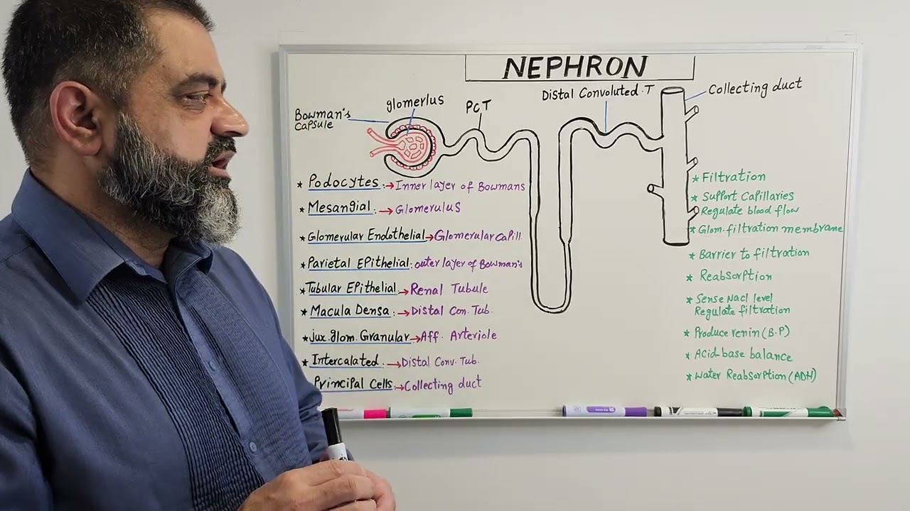 Cells of Nephron Urdu/Hindi medium @Prof. Masood Fuzail