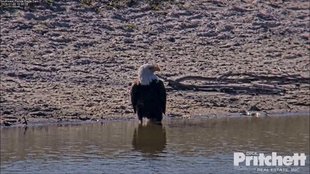 SWFL Eagles 1-30-25.  F23 Visits the Pasture Pond!  💙🙏🏻💙