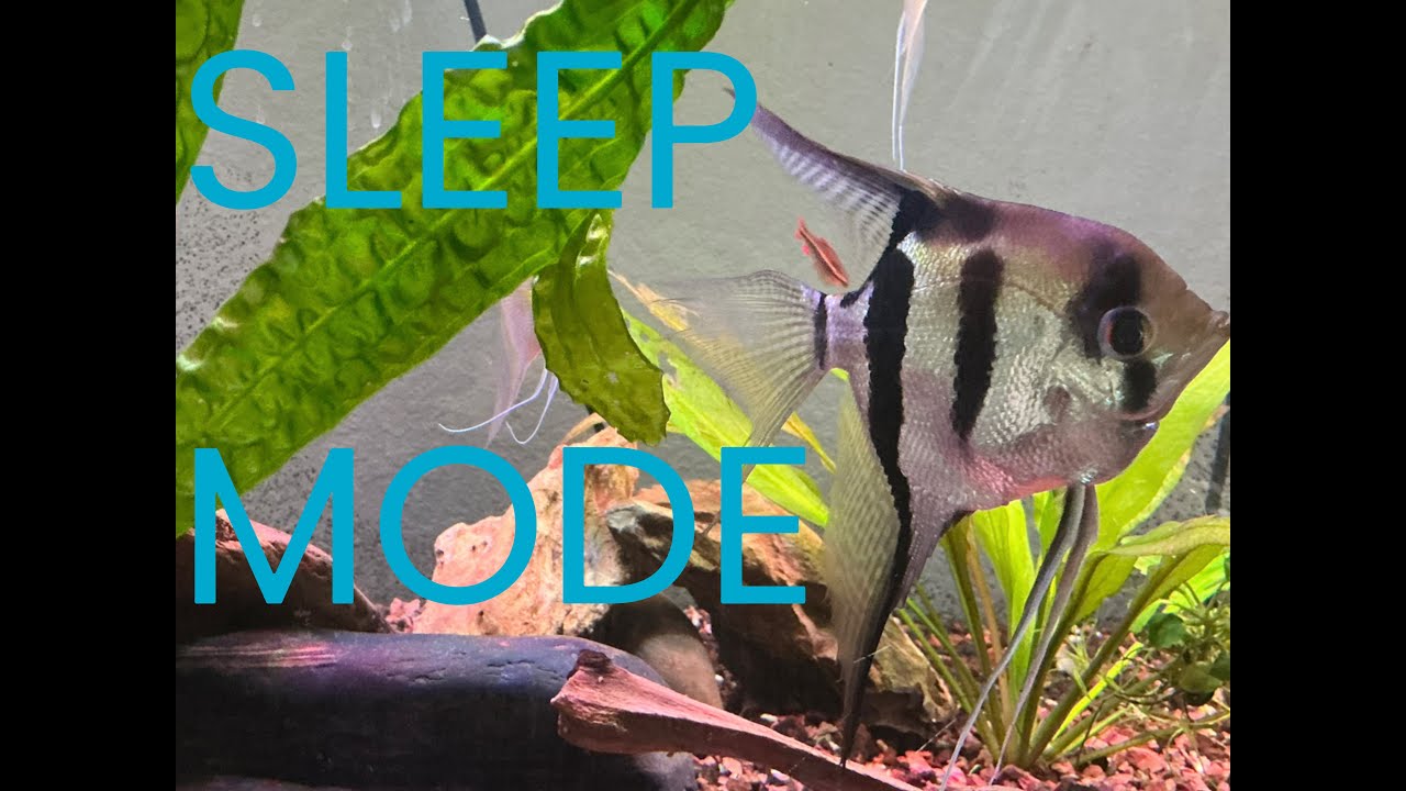 Aquarium for Deep Sleep - Calm Fish Tank Ambience (90 Minutes , No Music)