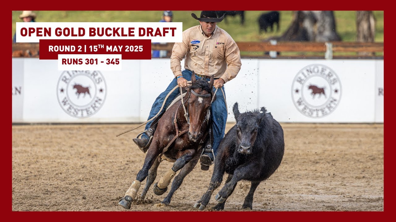 RND 2 Open Gold Buckle Draft Runs 301–345 | 2025 Ringers Western Gold Buckle Campdraft Championship