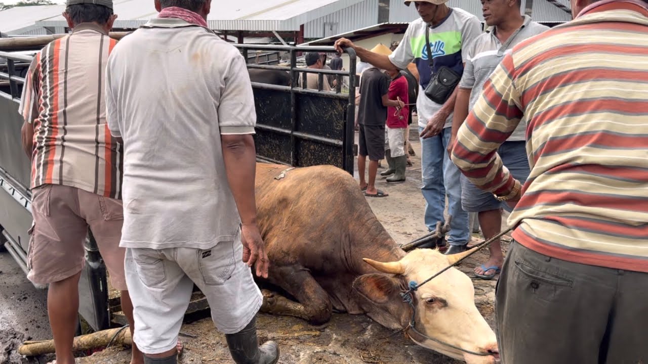SAPI RAKSASA AMBRUK GARA-GARA SAPI NGAMUK TURUN DARU TRUK ‼️🔥🔥🔥