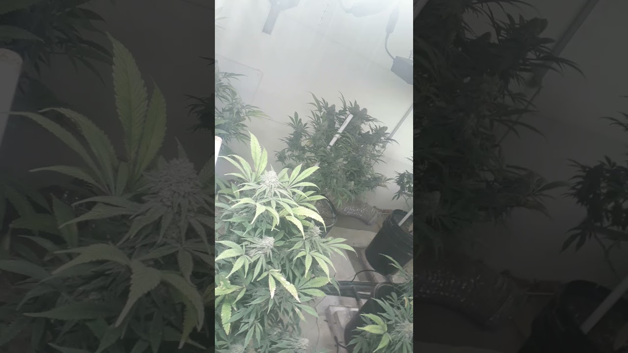 Hydro Super silver Haze