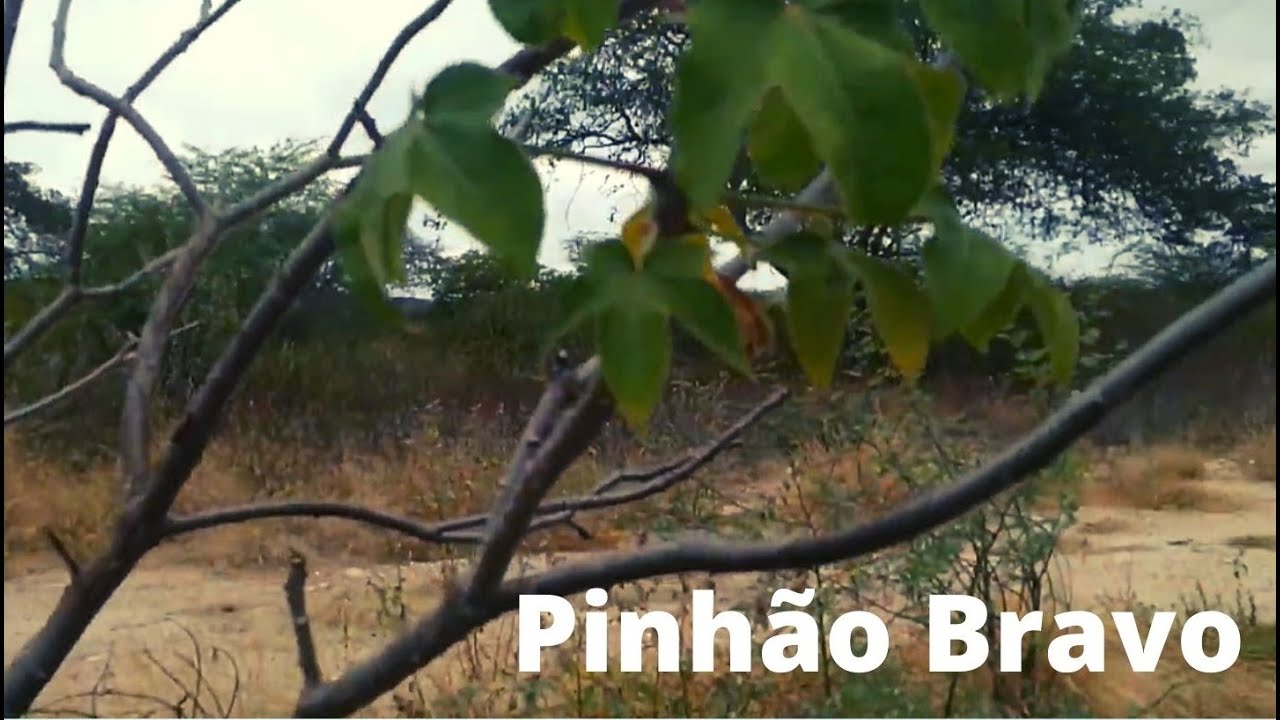 PINH&Atilde;O   Jatropha molissima