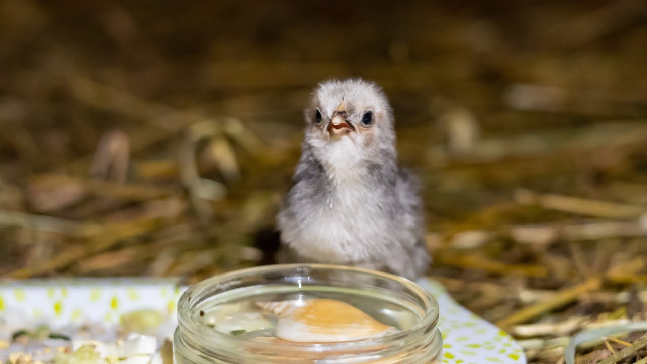 Talveen hiljentyminen