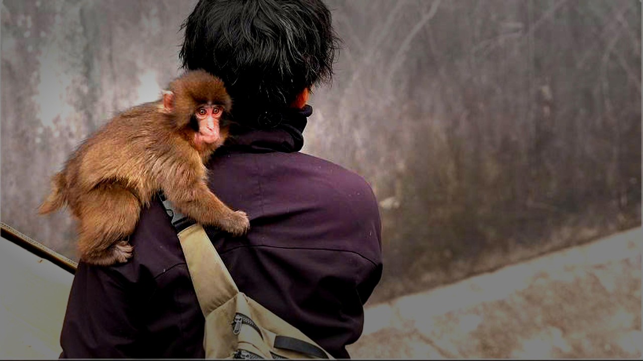 They Took His Treasure&hellip; What This Baby Monkey Did Next Broke Everyone.