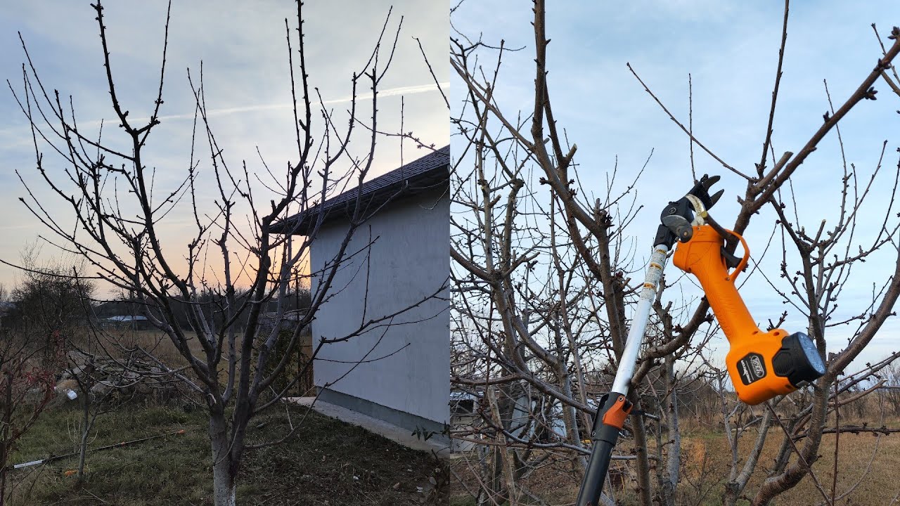 Tăiere cireș anul 7 de la plantare 🍒🍒