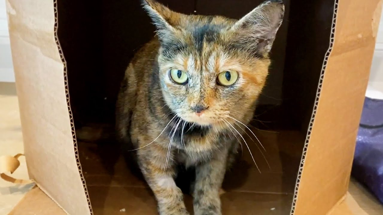 How My Cat Is Doing After Losing Her Kittens