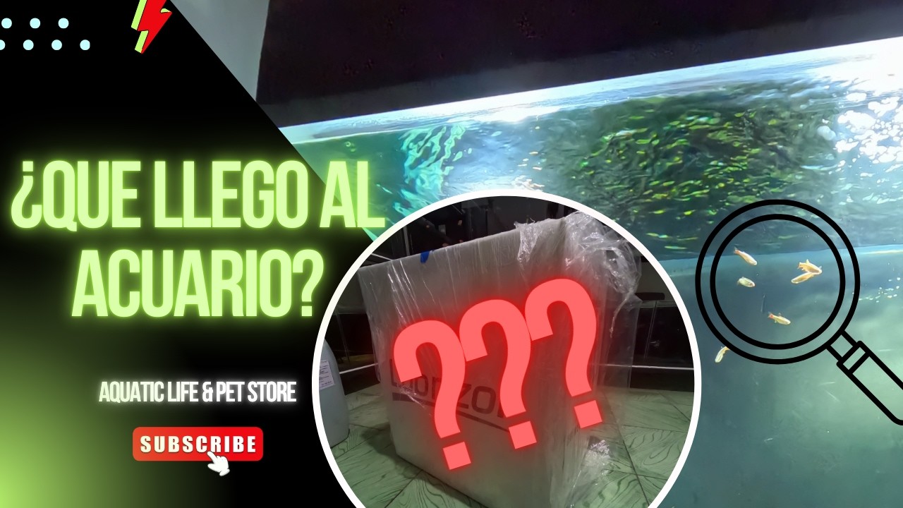 ¿QUE LLEGO AL ACUARIO? 28/02/2026 🤯🐠🍀