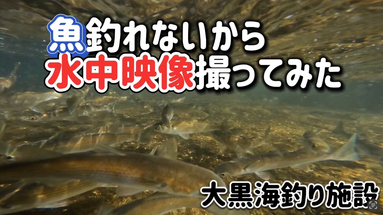 【ボウズ】アジを狙うも釣れないので水中映像　大黒海釣り施設