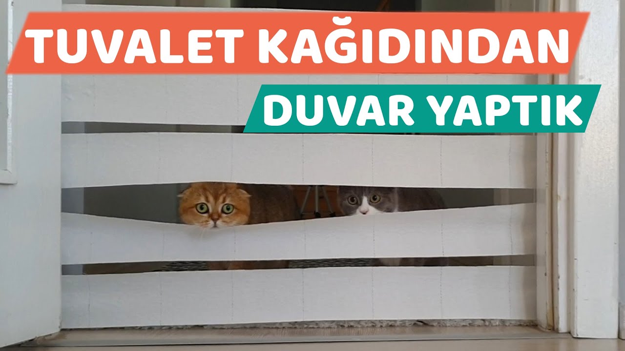 KEDİLER VS TUVALET KAĞIDI (Mila ve Luna)