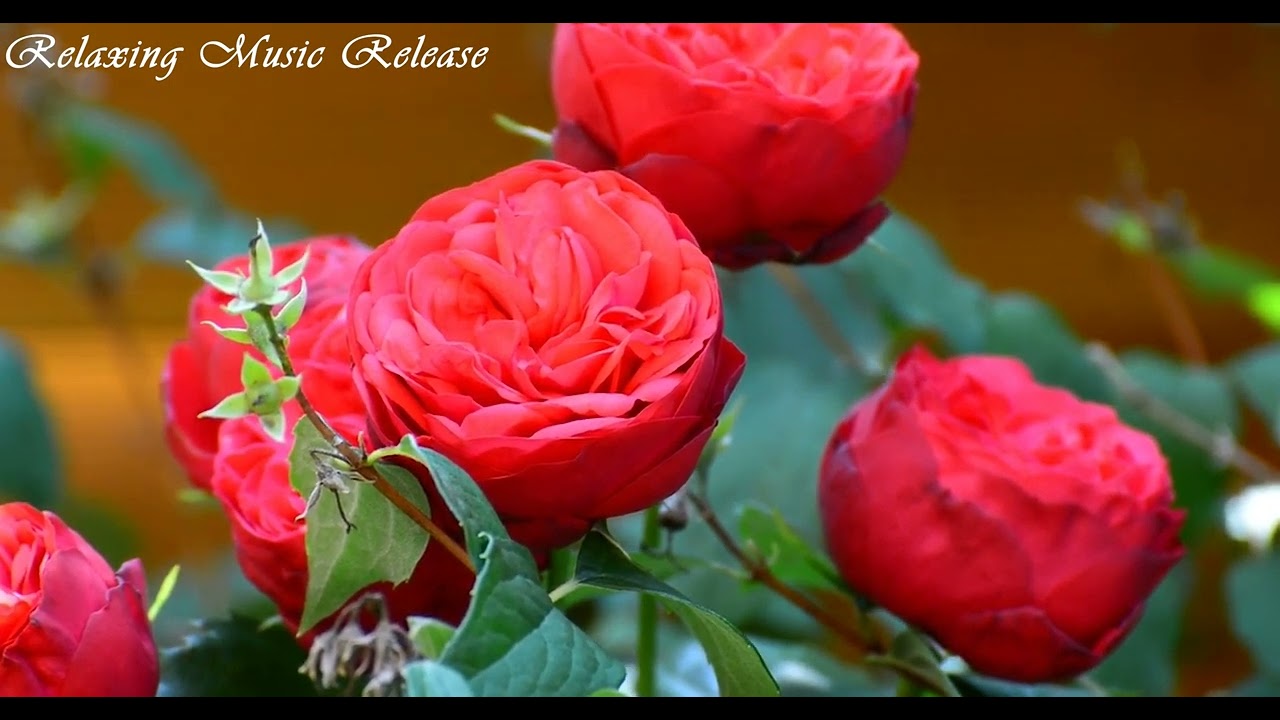 Beautiful Stunning Roses Video And Relaxing Music For Meditation Sleep Nature Relaxing Just Relax