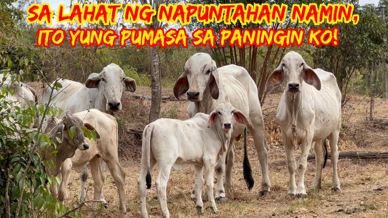 SA LAHAT NG NAPUNTAHAN NAMIN, ITO YUNG PUMASA SA PANINGIN KO! | CATTLE FARMS | SOLLE'S GANDANG BUHAY
