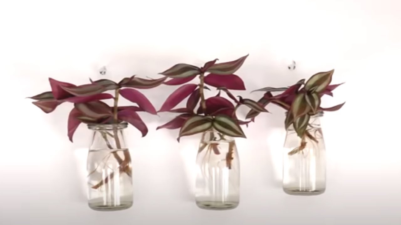How to Decorate Wandering Jew in Cute Small Glass Bottles for Wall Hanging