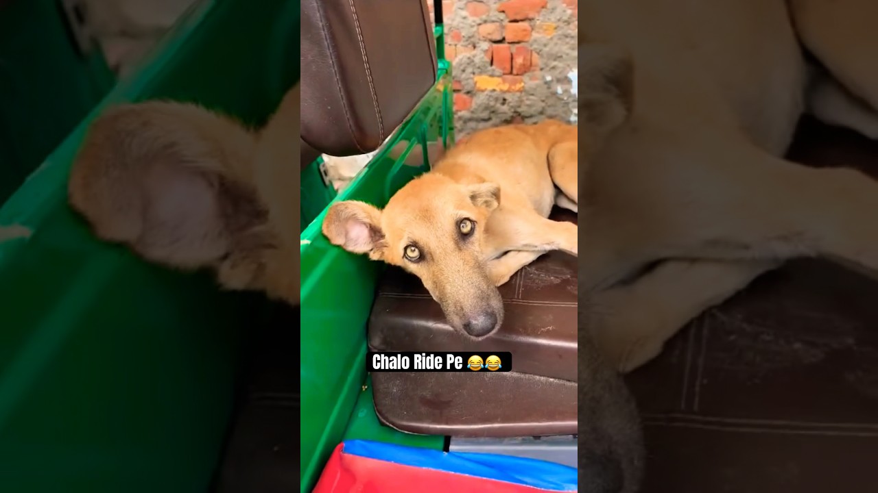 Stray Dog Driving Auto Funny Video 