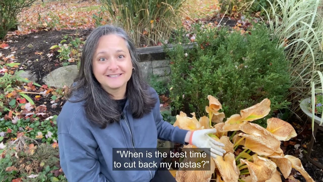When to Cut Back Hostas