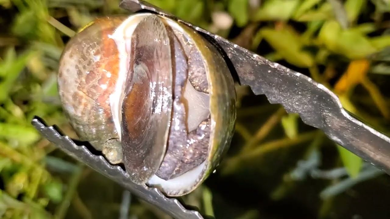 Catching Snails at Night in the Rice Fields | Night Nature Life.