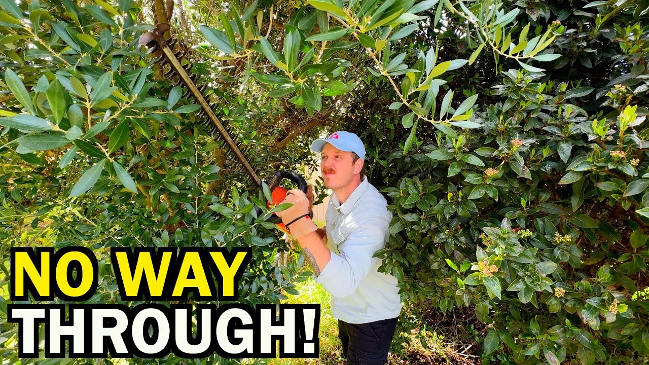 His House was SWALLOWED by a JUNGLE - From WILD to WONDERFUL!