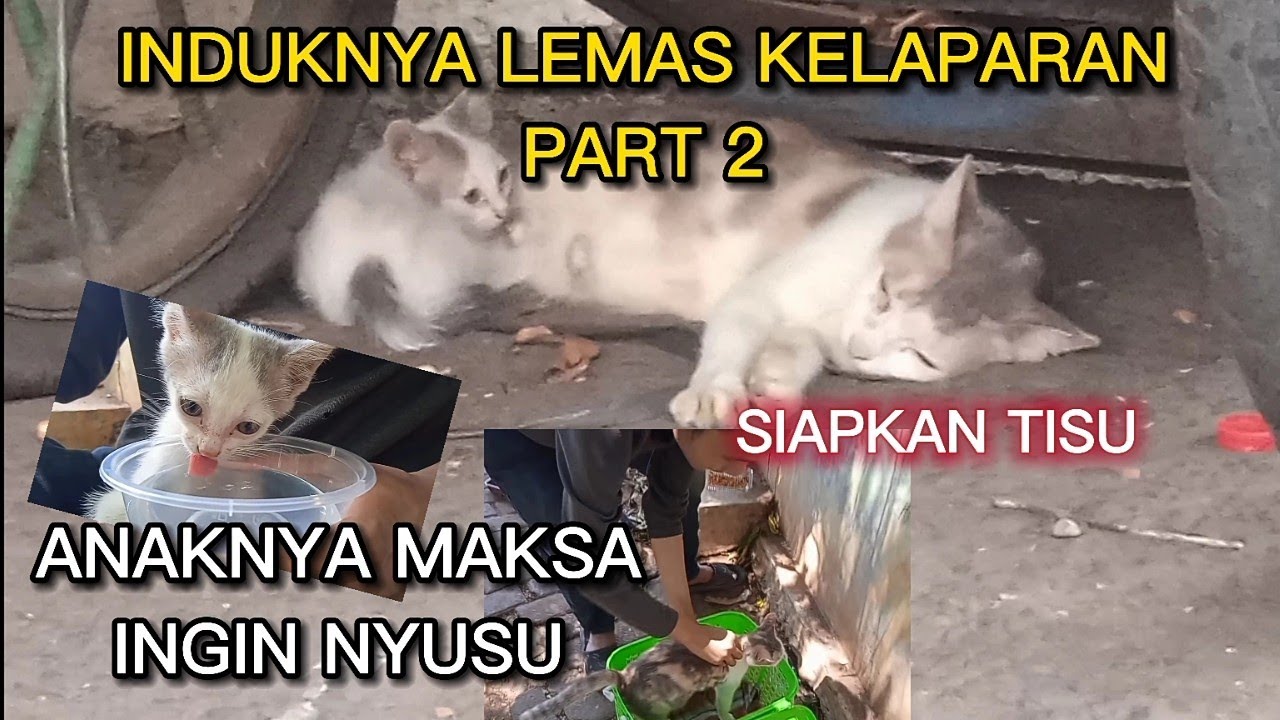 Induknya lemas kelaparan Anaknya maksa ingin nyusu Part2 ( Rescue ) Ternyata induknya...!?