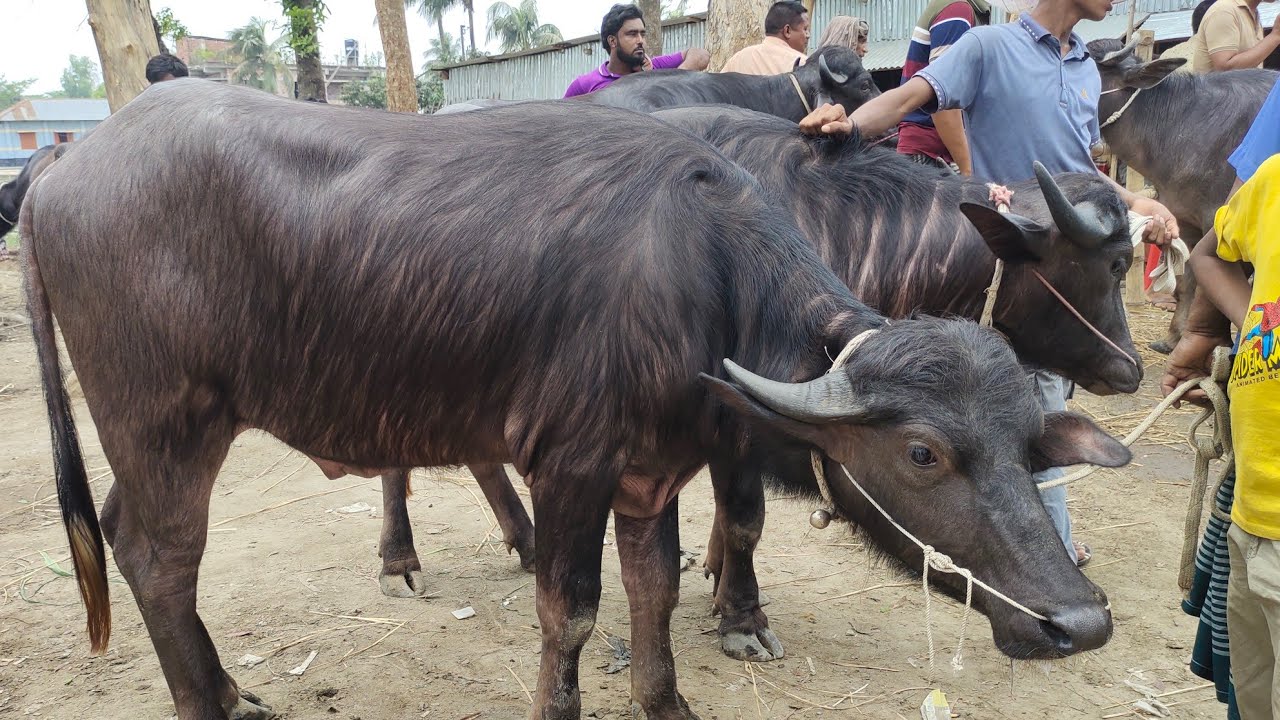 ১৮/৪/২৫/ছোট বড় এবং মাংসের মহিষের দরদাম জানুন পাঁচবিবি হাট থেকে।