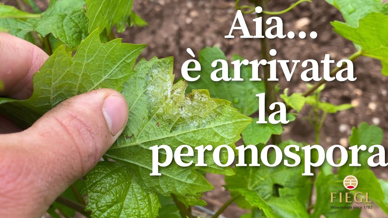 Peronospora: cos'è e come si combatte