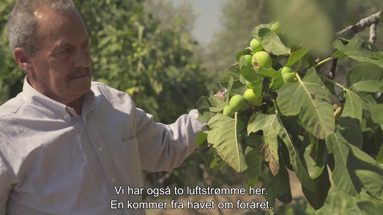 Urtekram Fig Production in Turkey