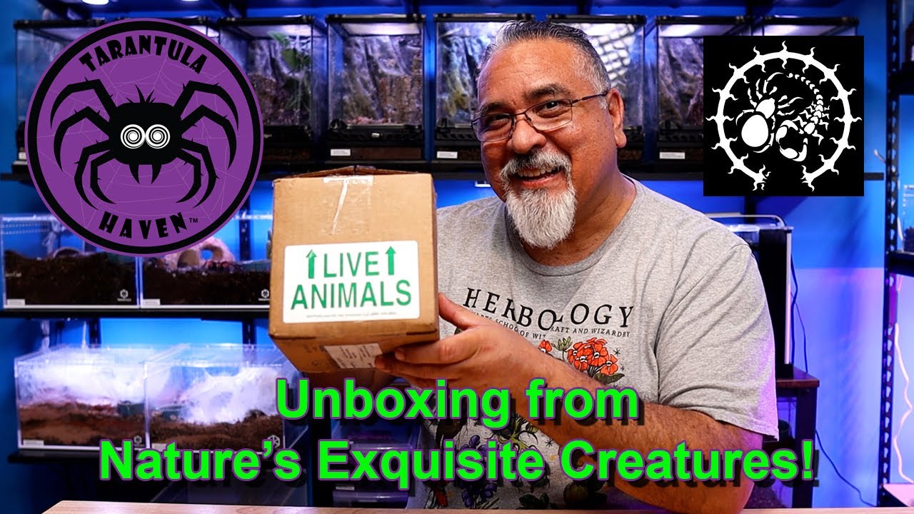 Unboxing from Nature's Exquisite Creatures!