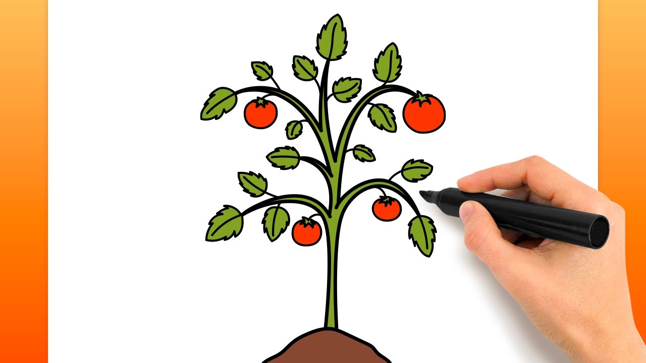 Comment Dessiner Un Plant De Tomate (Tutoriel De Dessin Facile)