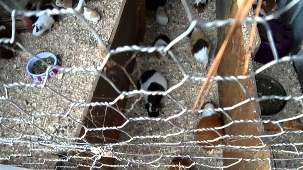 Crianza de cuyes en Georgia - Guinea pig farming