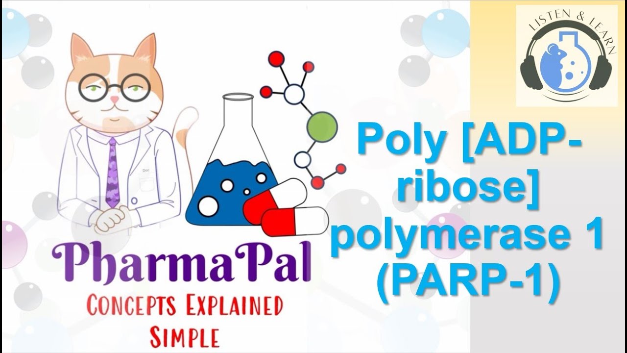 Poly [ADP-ribose] polymerase 1 (PARP-1)