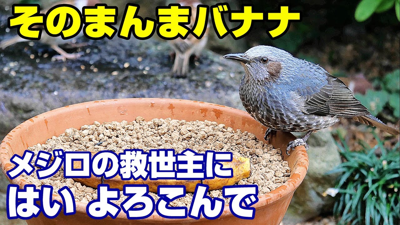 植木鉢でバードフィーダー（野鳥の餌台）バナナ編3～メジロ/ヒヨドリ/スズメ/ジョウビタキ