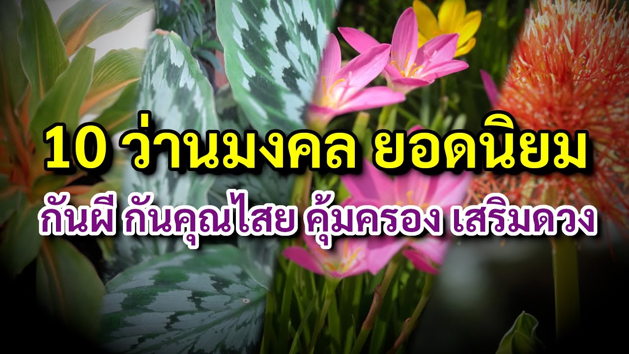 10 ว่านมงคล ยอดนิยม ปลูกไว้ที่บ้าน กันผี กันคุณไสย คุ้มครอง เสริมดวง ค้าขายดี ปลูกแล้วรวย