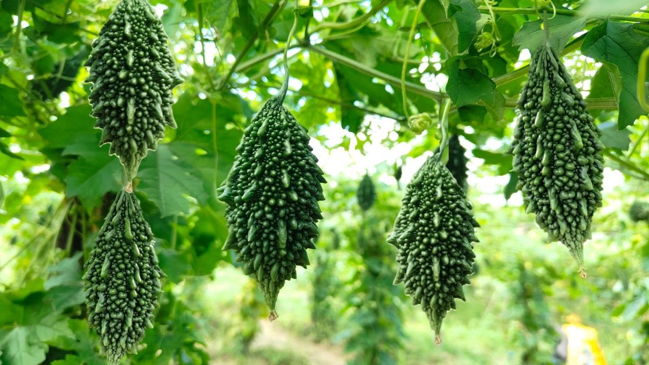 জিএম লিটিল স্টার। উচ্ছের রাজা 👑 এই বীজ করলে চাষ, চাষীভাই খুশি বারোমাস। GM LITTLE STAR #bittergourd
