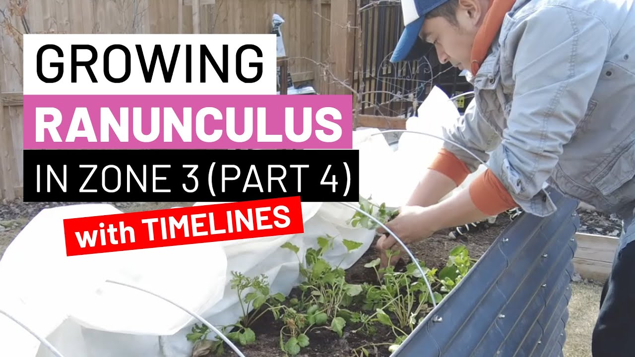 Growing Ranunculus in Zone 3 (Part 4) with Timelines