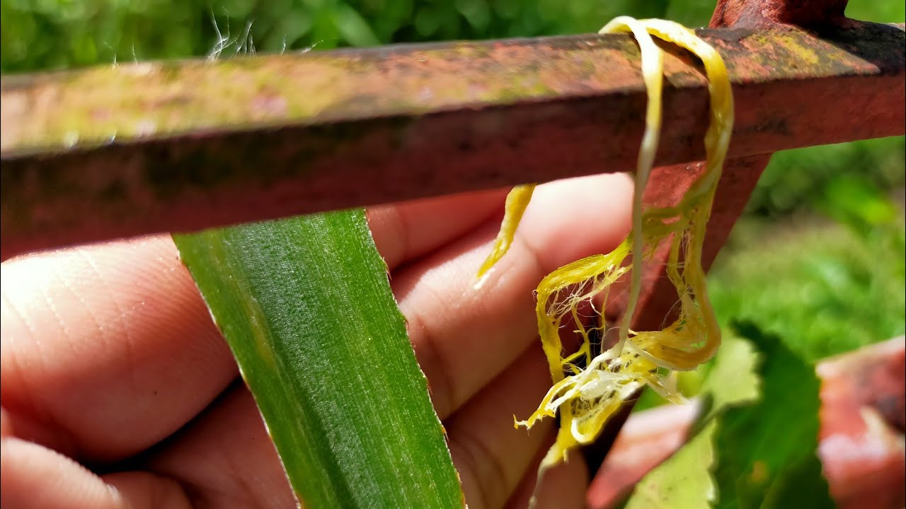 How to Make Pineapple Fiber Without using Decorticating Machine