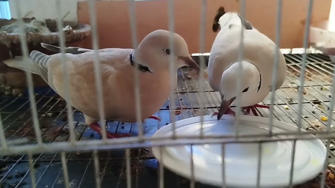 paratha lover dove                      #doveeating#birds #australiandove #birdslover #dovelove