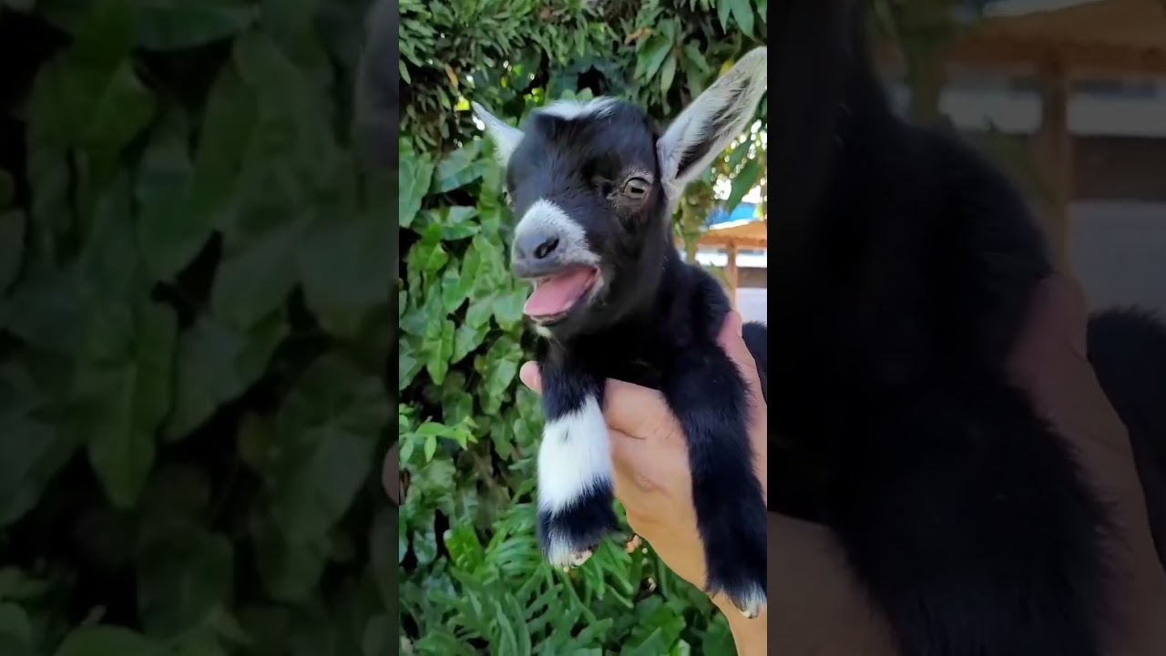 Bebek Ke&ccedil;i Sesi #ke&ccedil;i #trending #video #fypシ #🐐