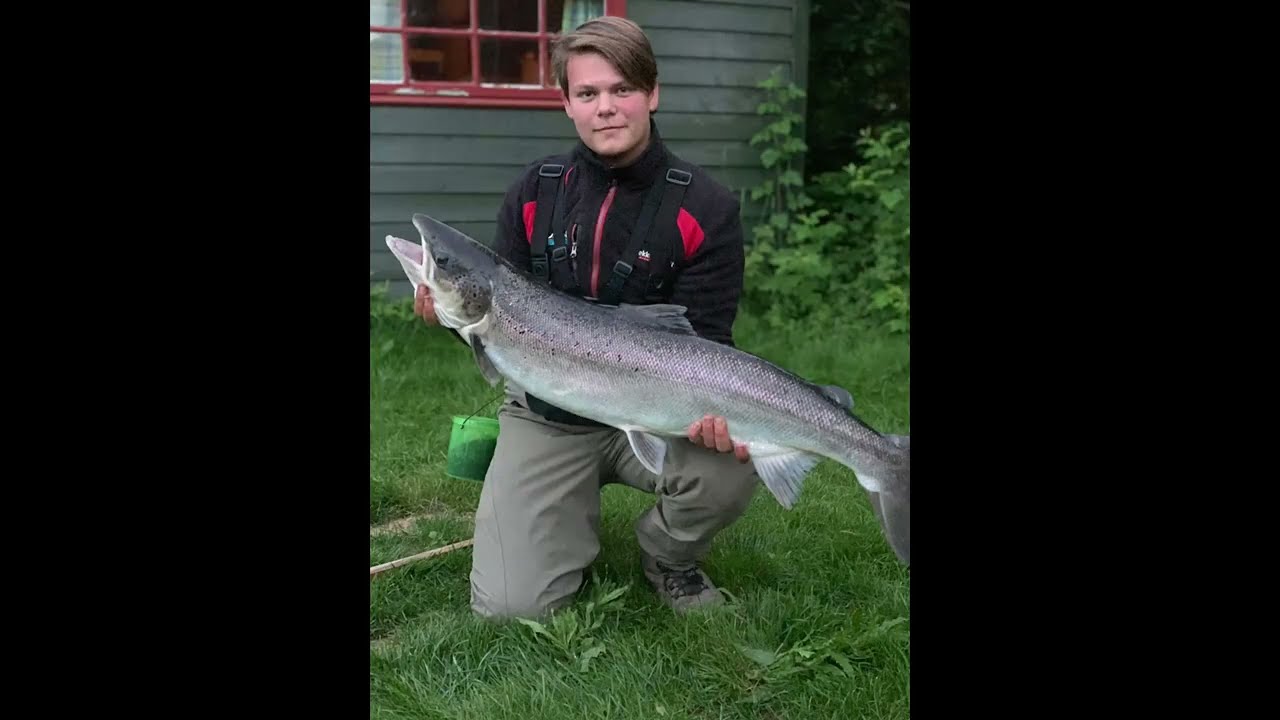 storlaks gaula