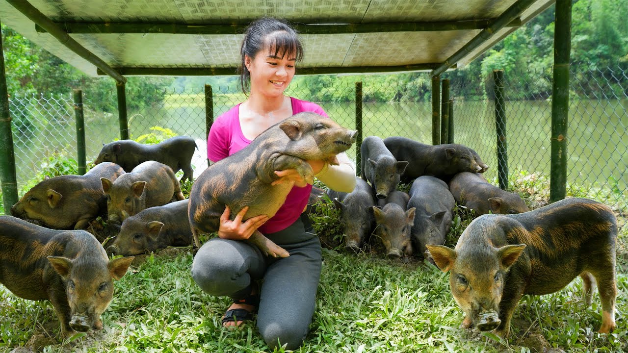 REWIND TIMELAPSE --3 Years of Raising Pigs, Raise Ducks, Raise Geese, Chicken /Phương's Story