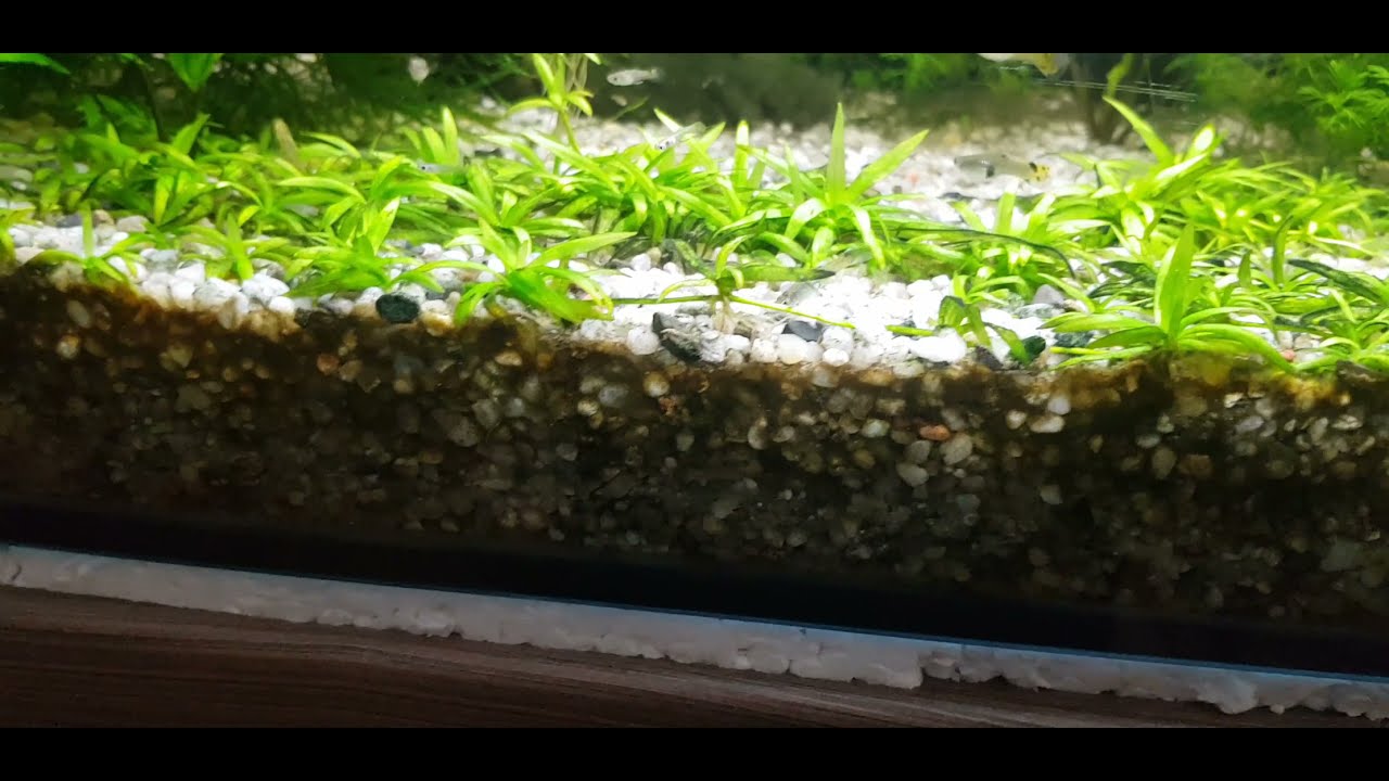 5# Krasnorosty vs Algen Stopp Podsumowanie