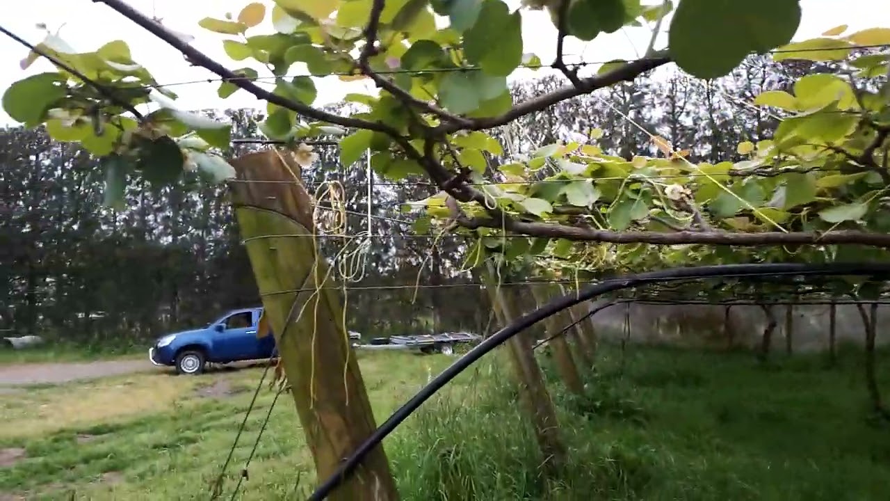 Kiwi Fruit Pollination 3