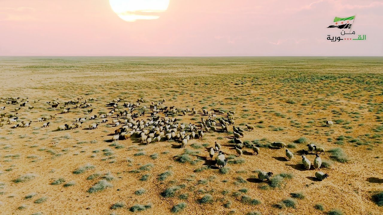 الأغنام والابل في بادية دير الزور مدينة القورية (الظهرة)