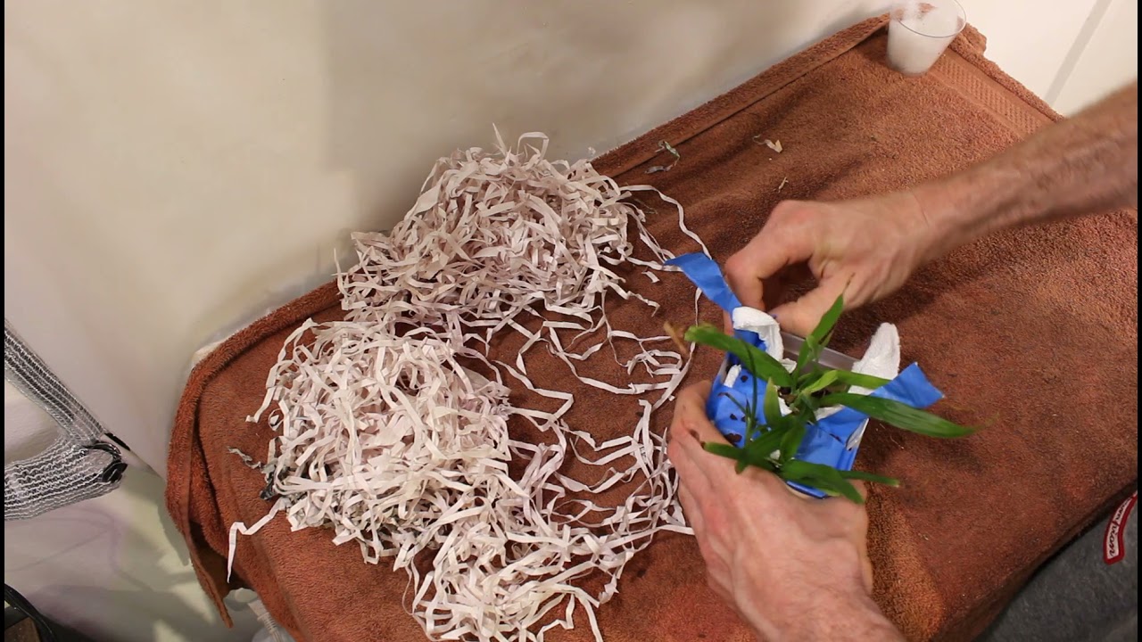 Unboxing New Orchids From Michael McCarthy #itsmichaelmccarthysfault
