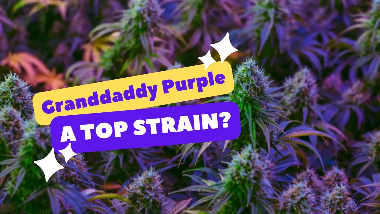 Is Granddaddy Purple A Top Cannabis Strain ??? Review