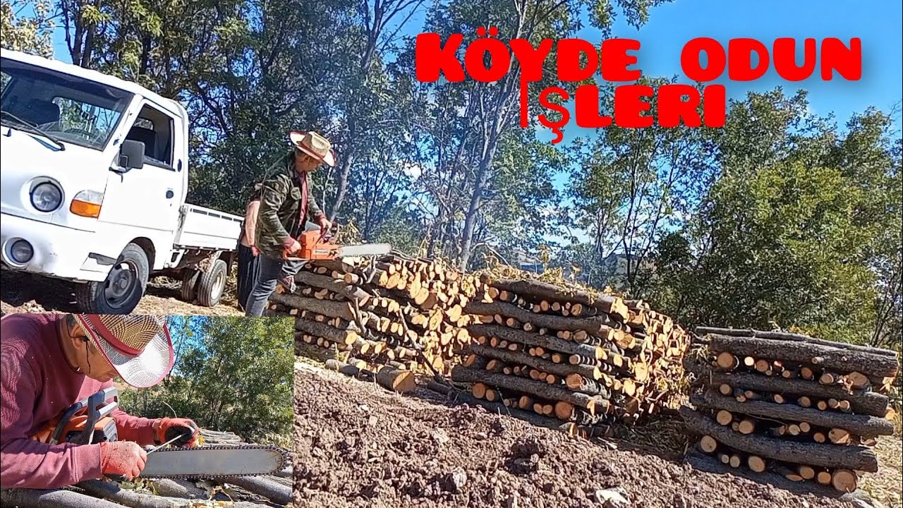 Köyde kış hazırlığı - Odun kesme taşıma işleri #motorlutestere #odunkesme #bıçkıbileme #meşe