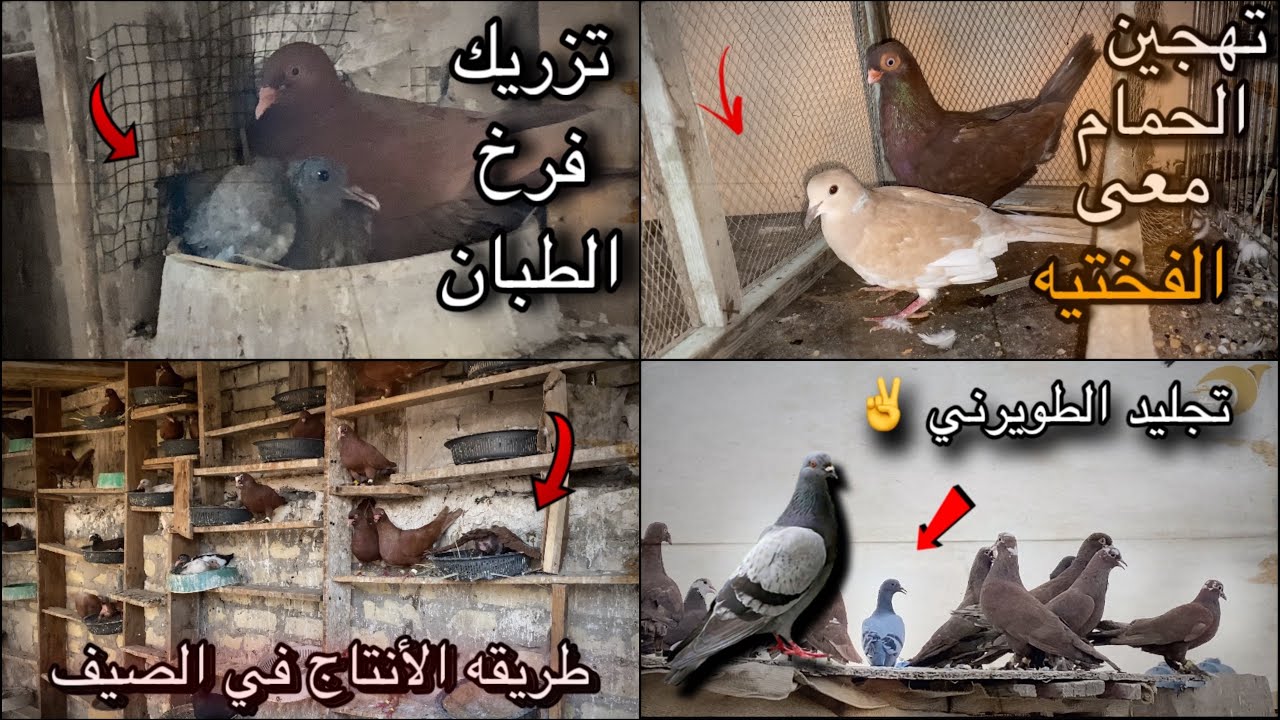 تهجين الفختيه معى الحمام 🔥 طويرني جلد في صطح عبود جناي زواجل حمر  مقطع يفوتكم 🤝