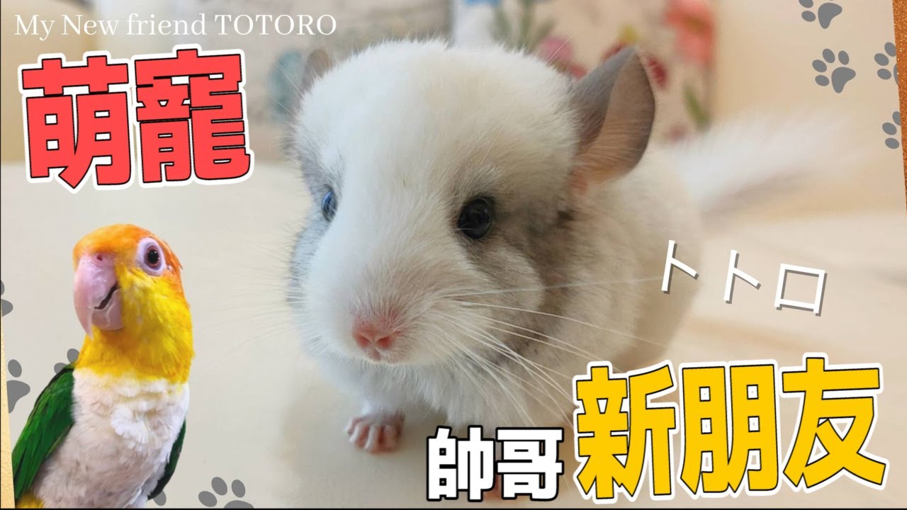 【屈原之天下鳥事】萌寵來襲。帥哥新朋友 My New friend TOTORO